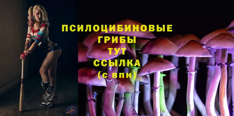 как найти закладки  Елизово  Псилоцибиновые грибы Cubensis 